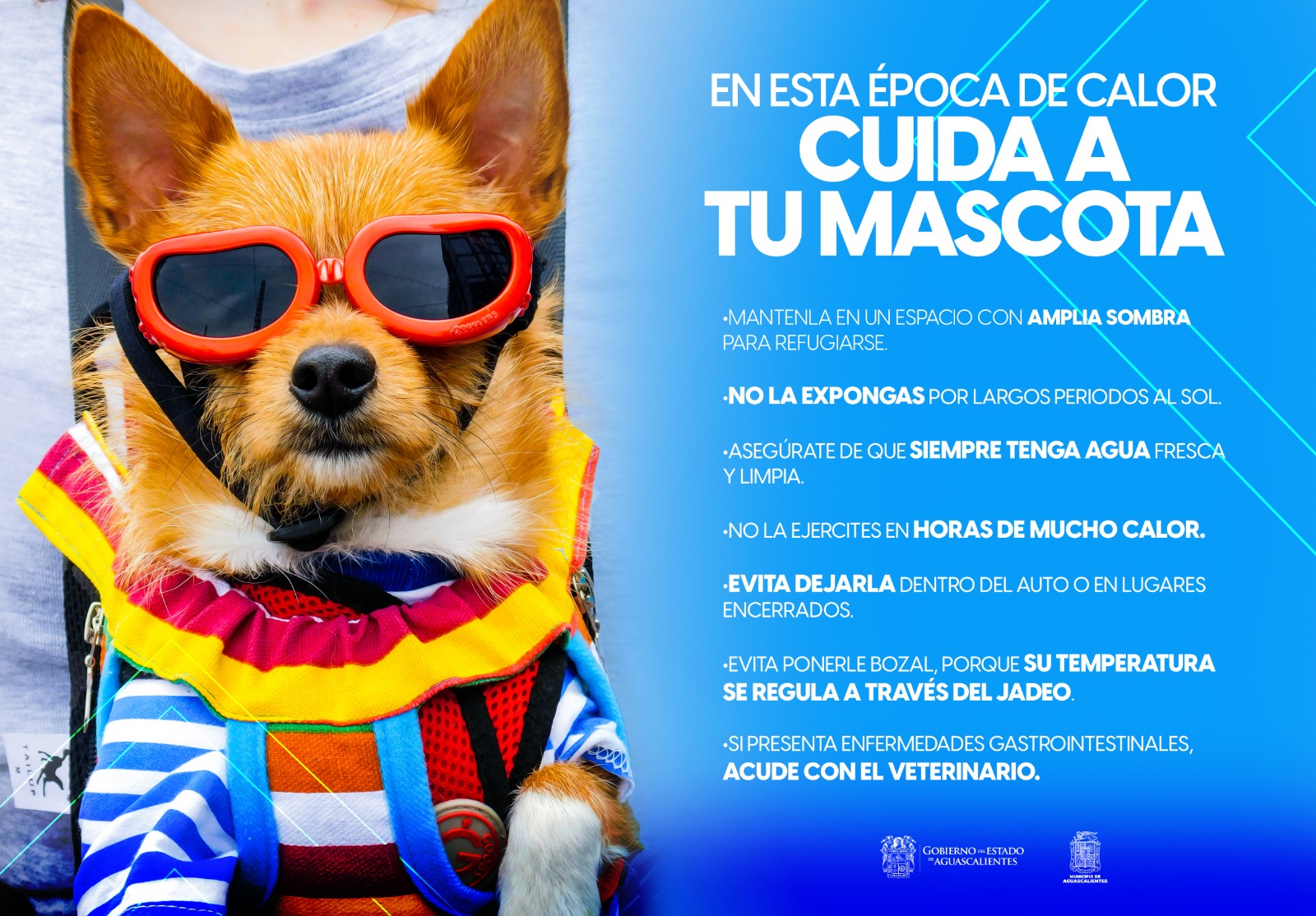 Llaman a seguir sencillas recomendaciones para evitar golpes de calor en las mascotas