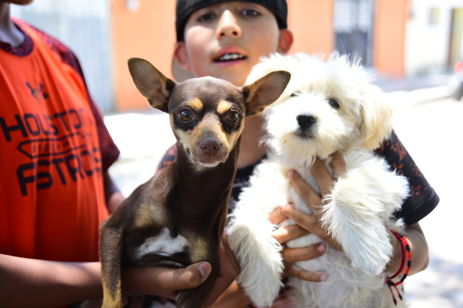 Invita Municipio a las jornadas de esterilización para caninos y felinos