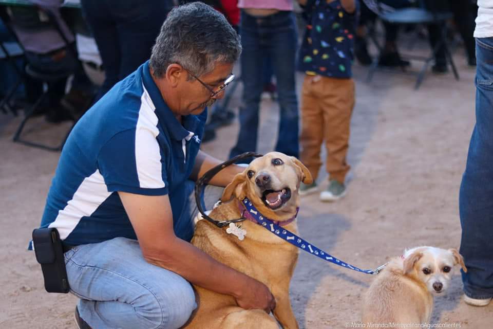 Municipio e ISSEA ofrecerán cirugías gratuitas de esterilización para caninos y felinos