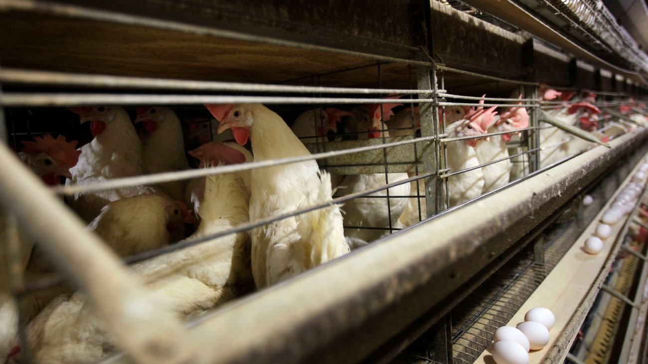 Detectan primer caso de gripe aviar sin contacto con animales en EE.UU.