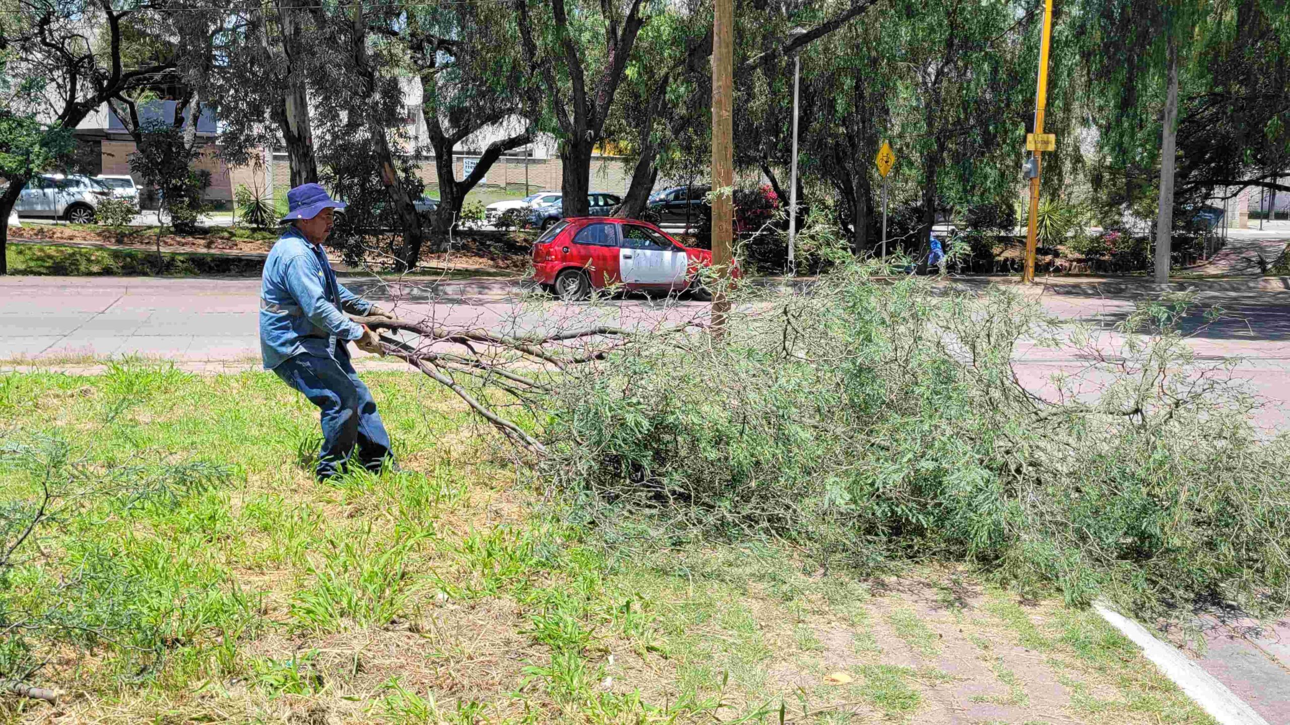 Aumenta municipio atención a reportes de ramas caídas por las lluvias