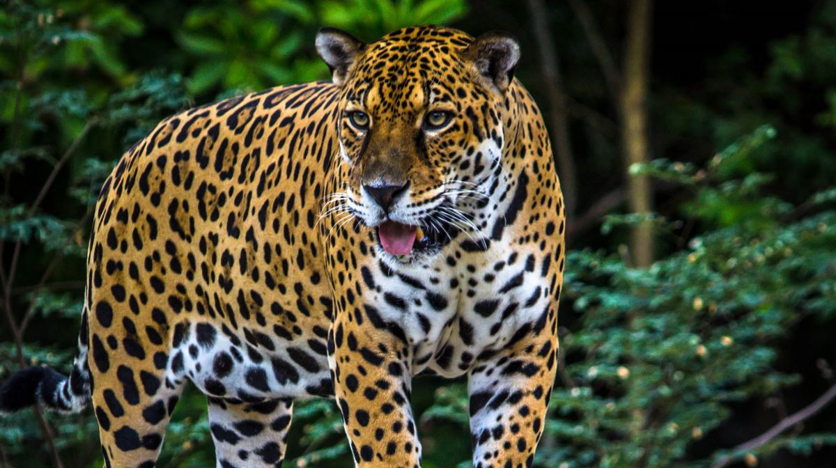 Tren Fantasma: el proyecto ferroviario del Ejército que amenaza al jaguar, especie en peligro de extinción