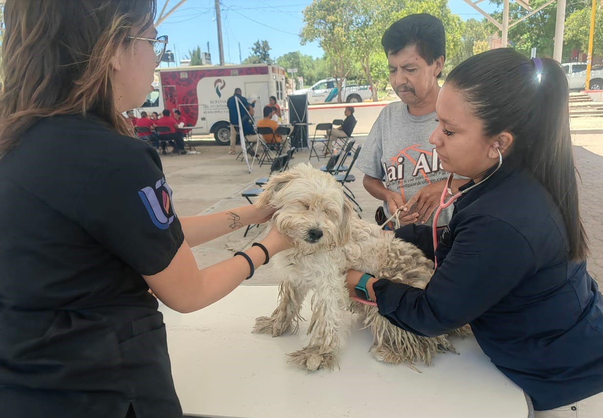 Este viernes, servicios veterinarios gratuitos en Margaritas, Jesús María