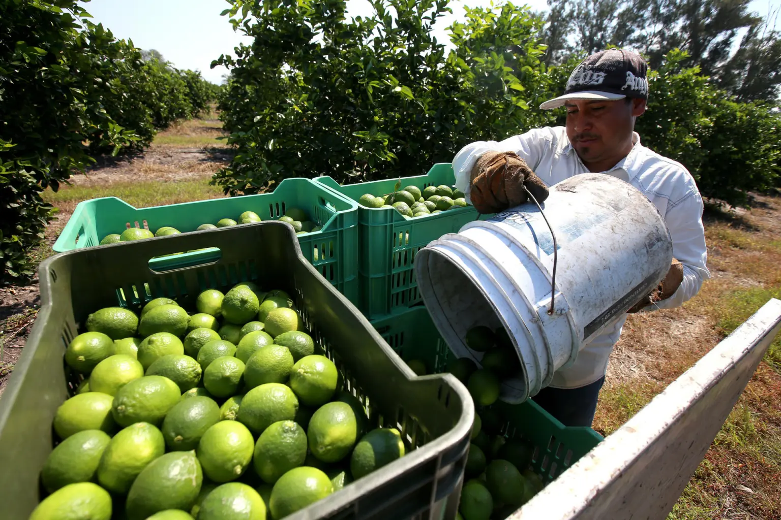 Productores de limón en Apatzingán enfrentan extorsiones y cierran empacadoras