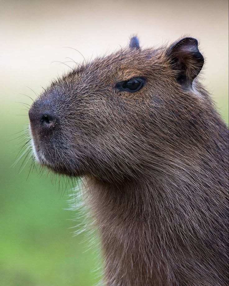 Municipio invita a celebrar el “Día de las y los niños” y a conocer a una pareja de capibaras en el Parque Hidalgo