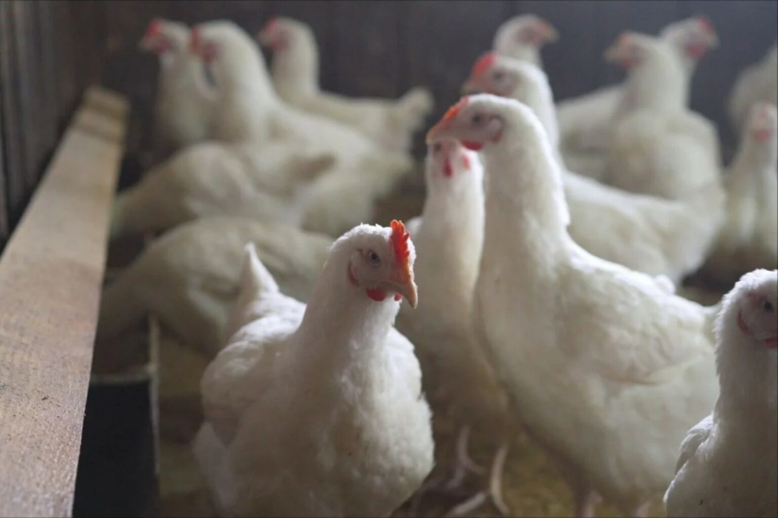 Detectan primer caso humano de influenza aviar A(H5N1) en México