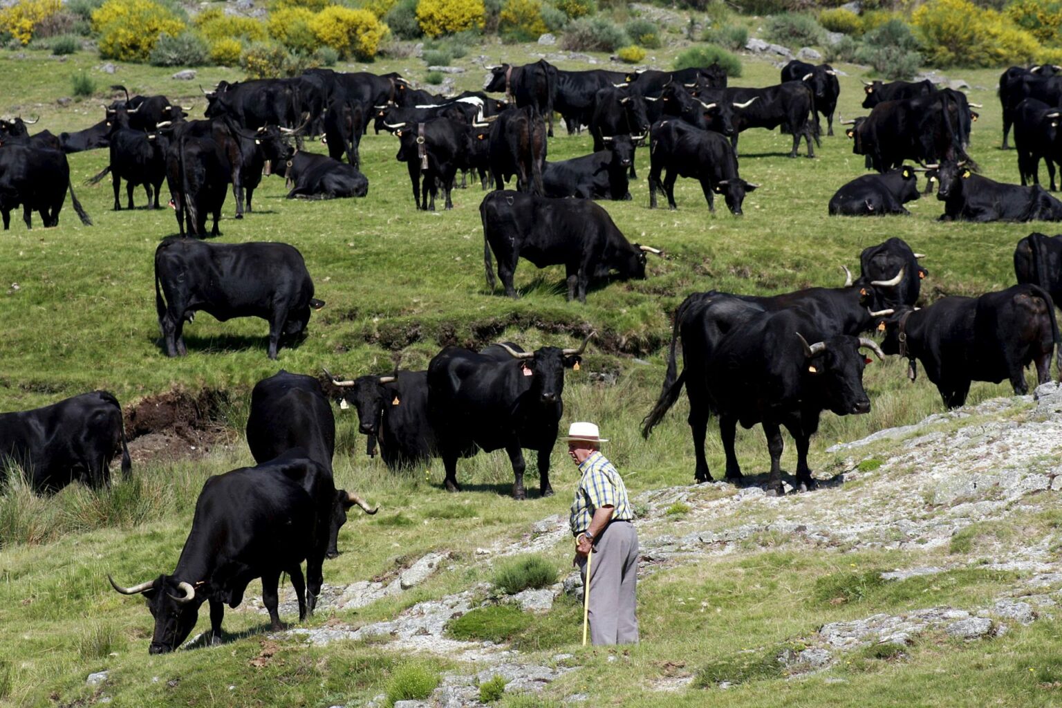 Posible extinción de toros de lidia en México, advierten ganaderos