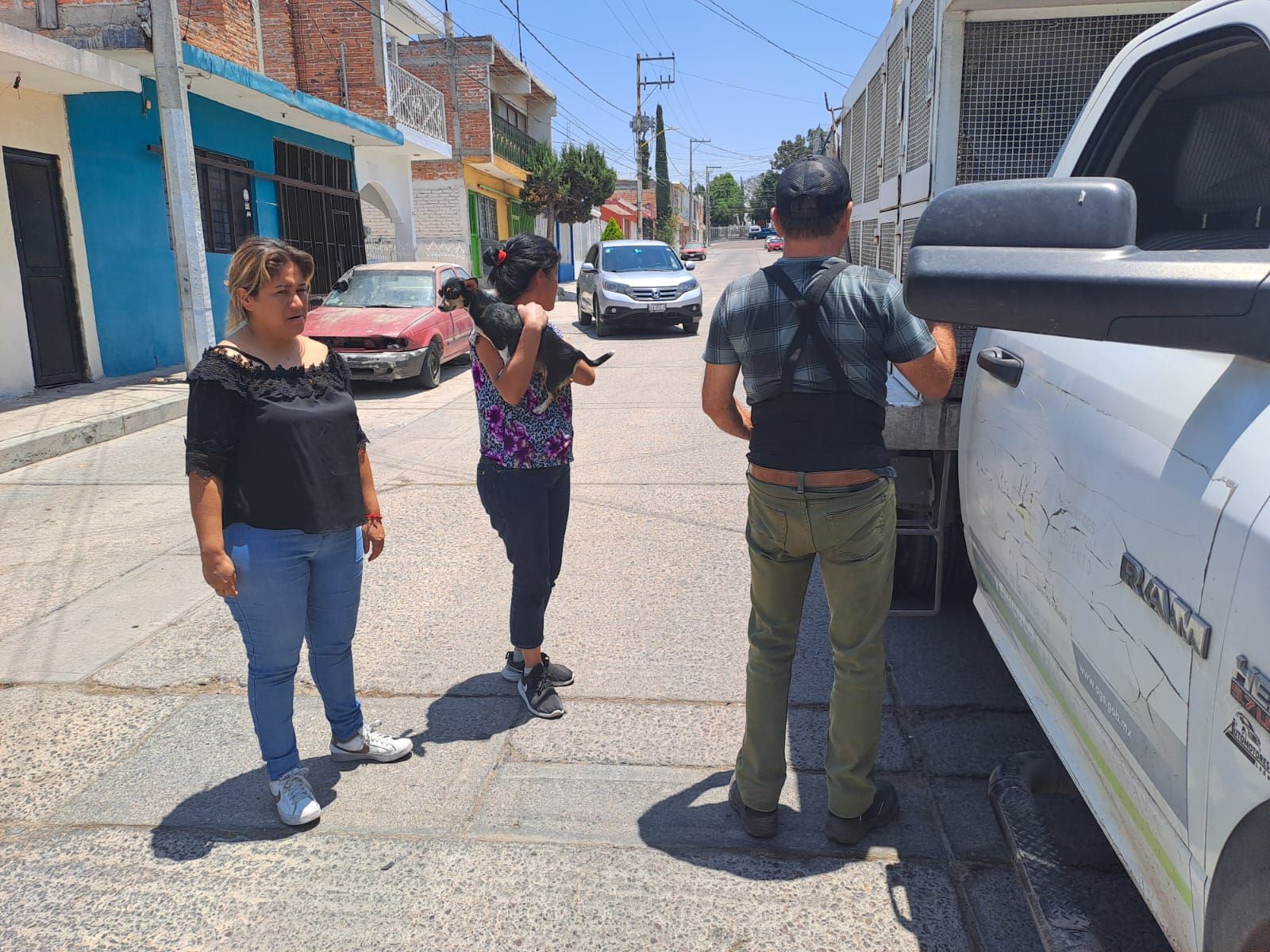 Intensifican acciones de vacunación antirrábica para caninos y felinos en las colonias