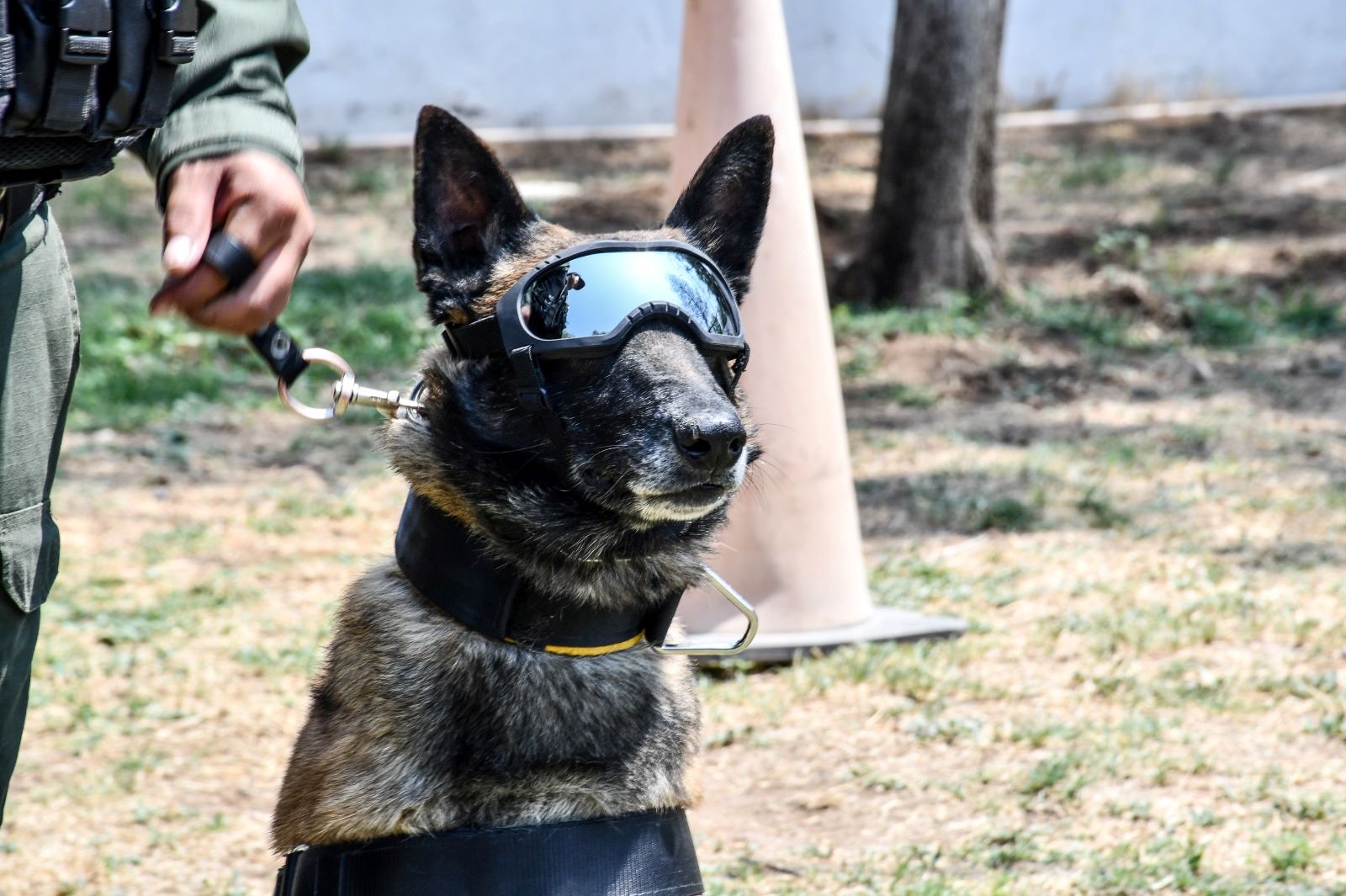 Policía municipal da la bienvenida a nuevos integrantes del Grupo Especial K9