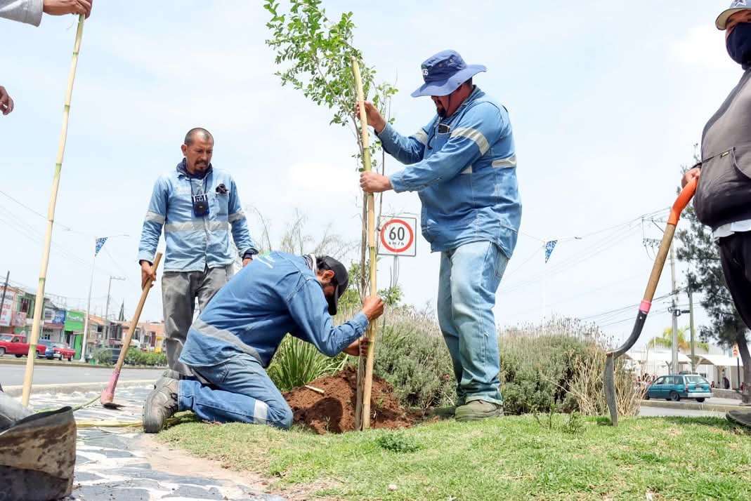 Intensificó municipio acciones de reforestación en la Semana del Medio Ambiente