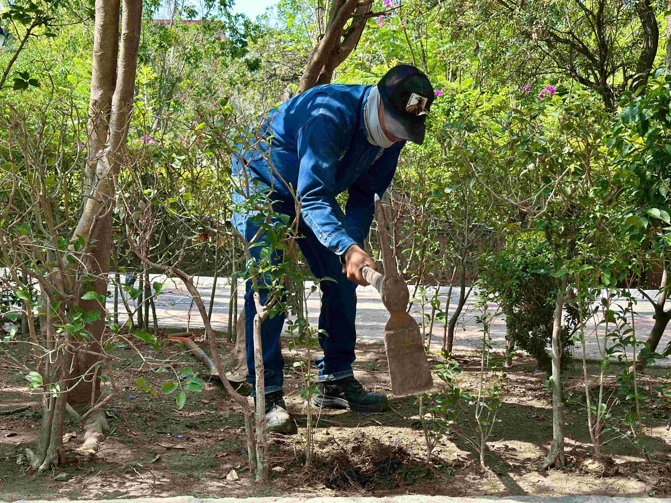 Municipio reforesta el Jardín de San Marcos con 300 truenos