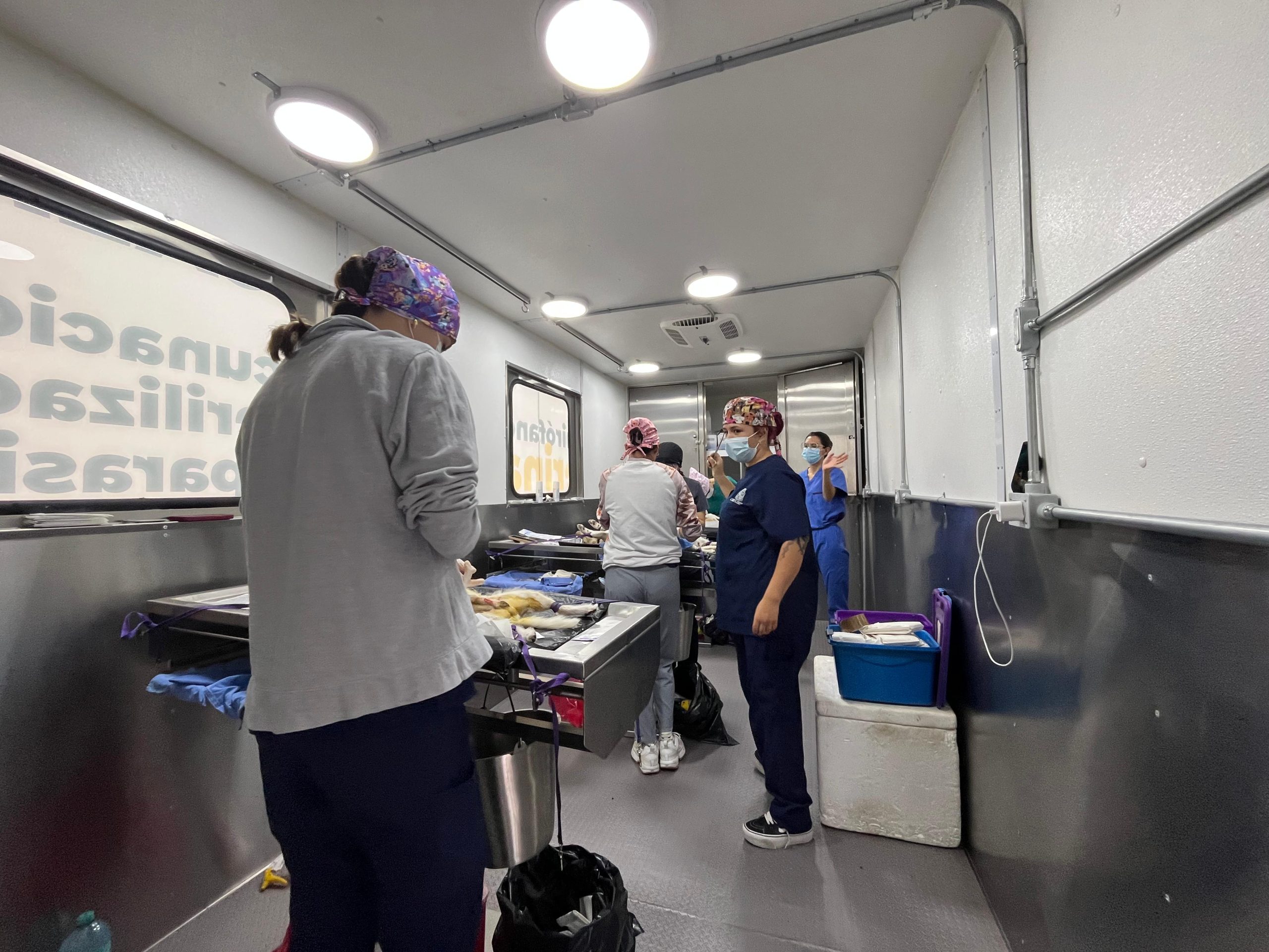 Nueva jornada de esterilización canina y felina gratuita
