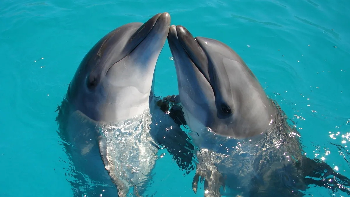 México prohíbe el uso de delfines y mamíferos marinos en espectáculos