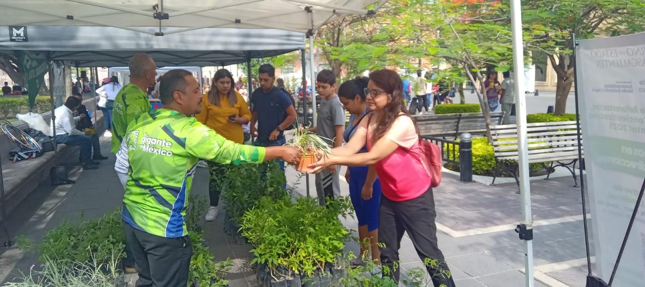 Todos los martes, en los viveros estatales regalan plantas y árboles