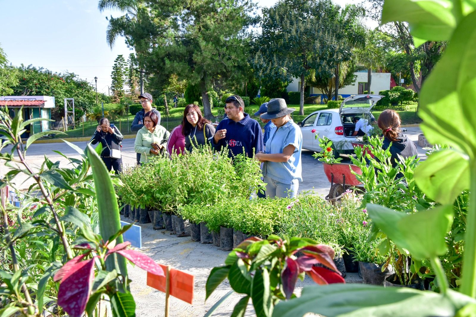 Más de 20 mil plantas entregadas en el programa de donaci{on en el Vivero Municipal 2025