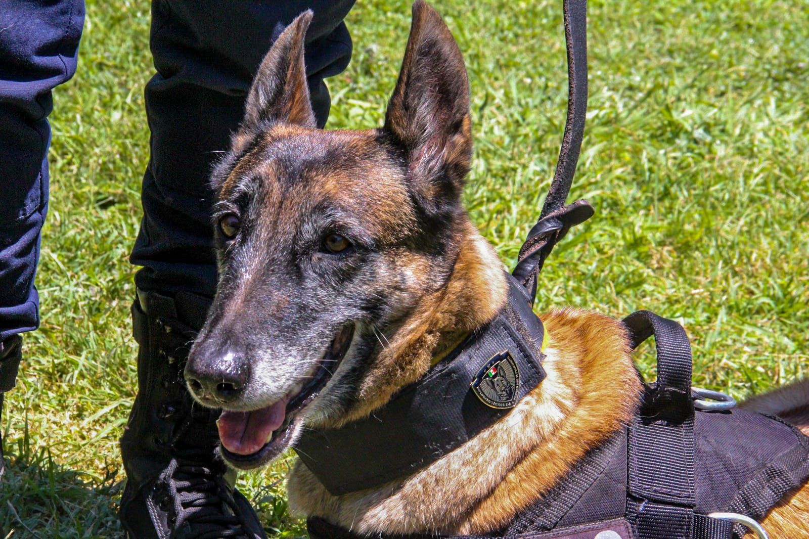 Se posiciona Grupo K9 de la Policía Municipal de Aguascalientes como el primero en el estado en certificarse en función poilicial y detección de armas
