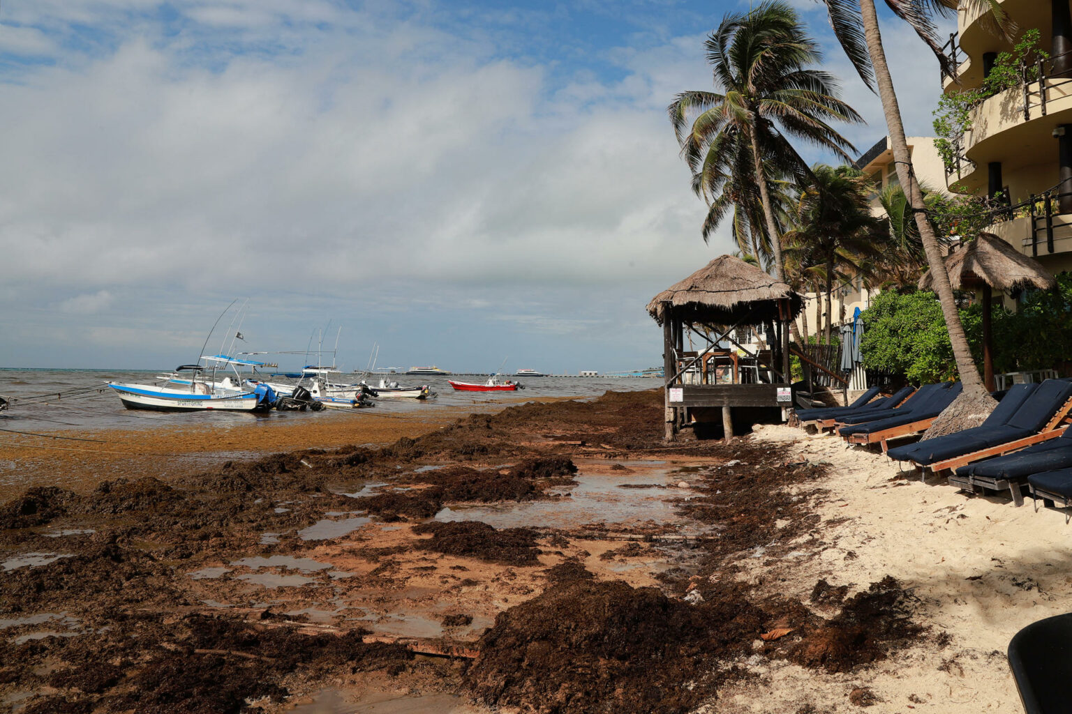 México acuerda con América Latina y la UE afrontar el sargazo en el Caribe