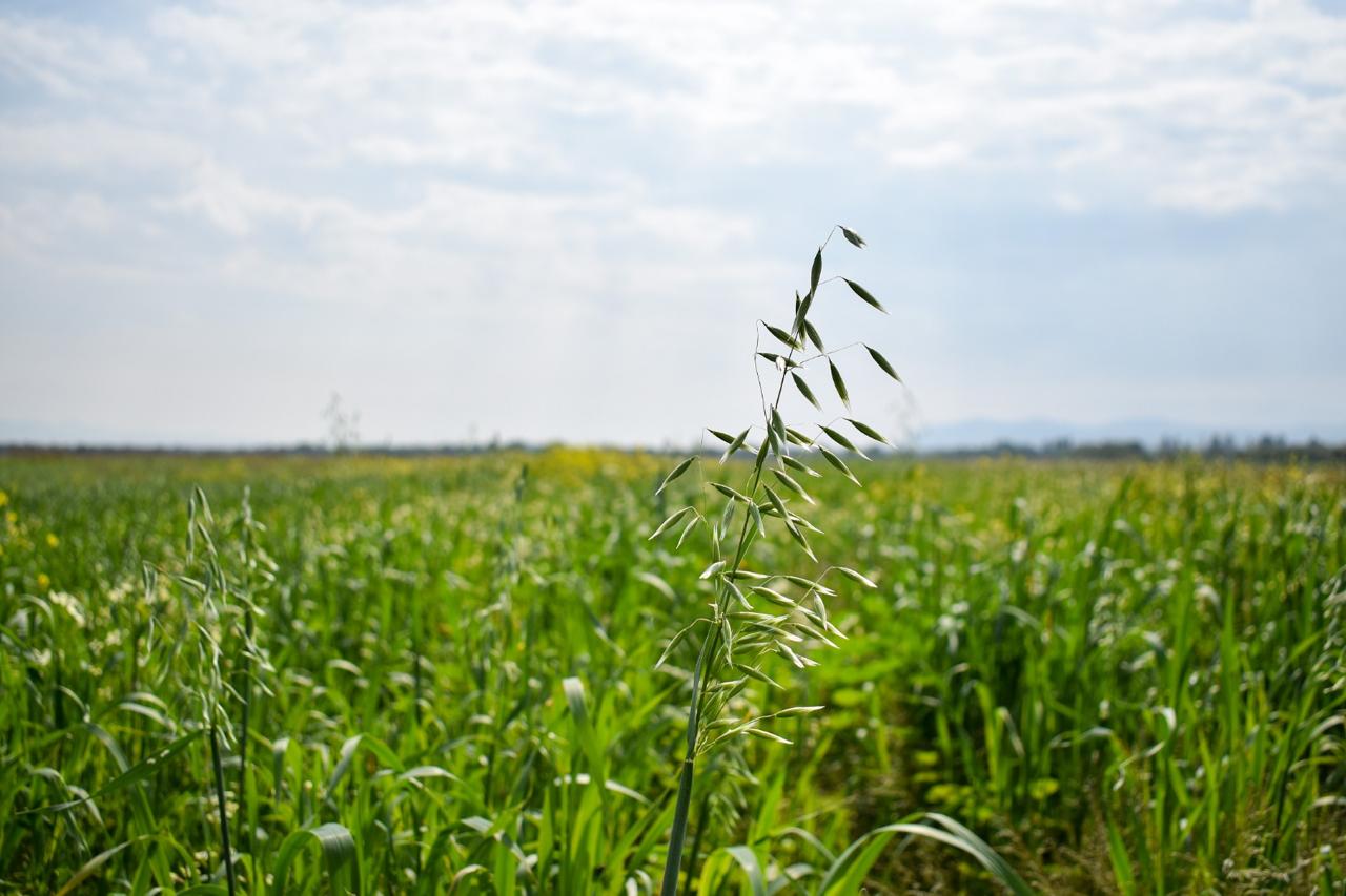 Invitan a productores agropecuarios a participar en la convocatoria para adquirir semilla de avena