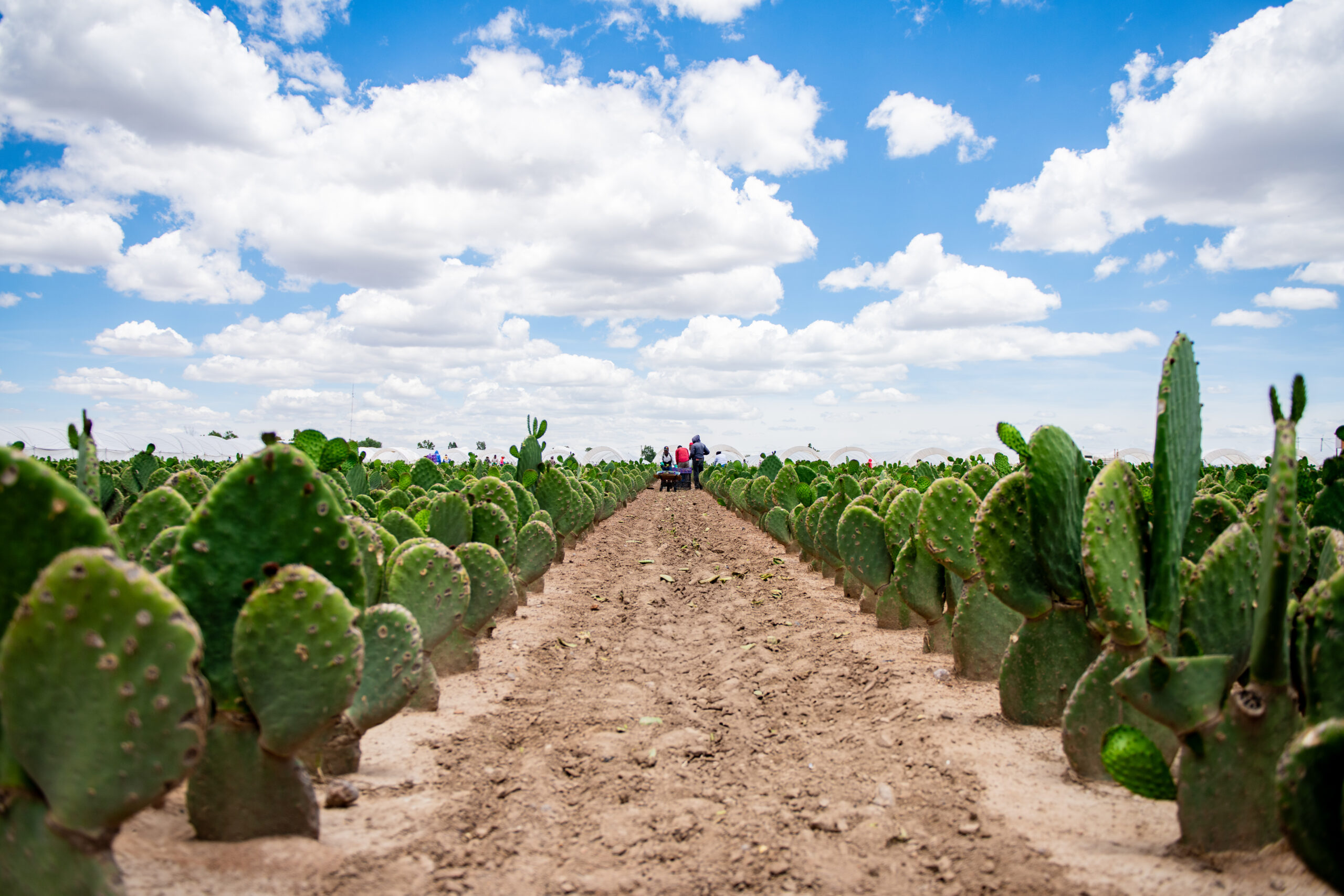 El campo, motor del desarrollo económico en Aguascalientes