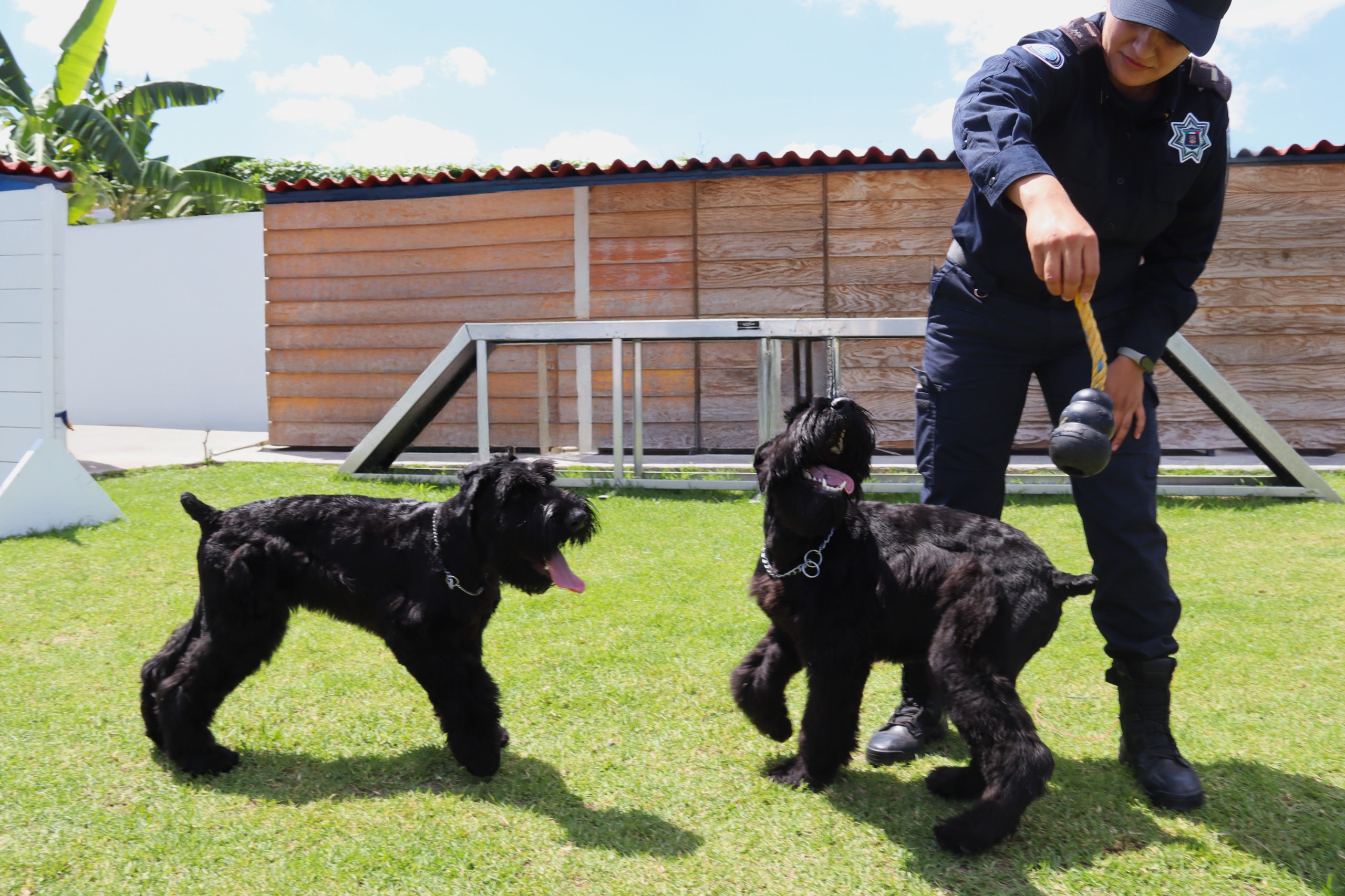 Policía Estatal presenta a sus nuevos elementos: los cachorros Delta y Ranger se preparan para ser K9