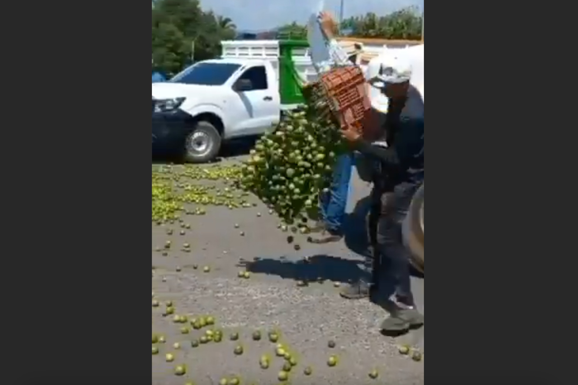 Productores de Apatzingán, Michoacán, tiran kilos de limón como protesta por bajos precios