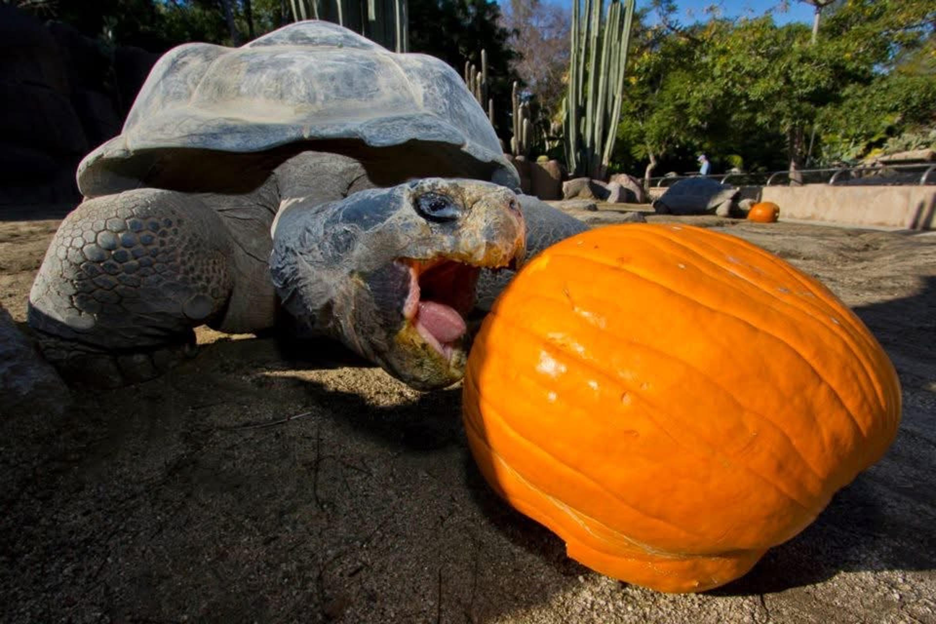 Gramma, la tortuga “reina del zoológico” de San Diego, muere a los 141 años