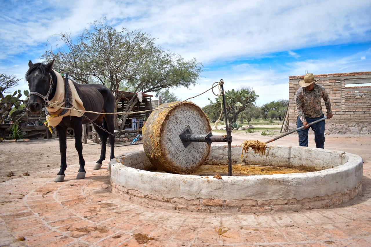 Reconocen a Mezcal de Aguascalientes como uno de los mejores de México