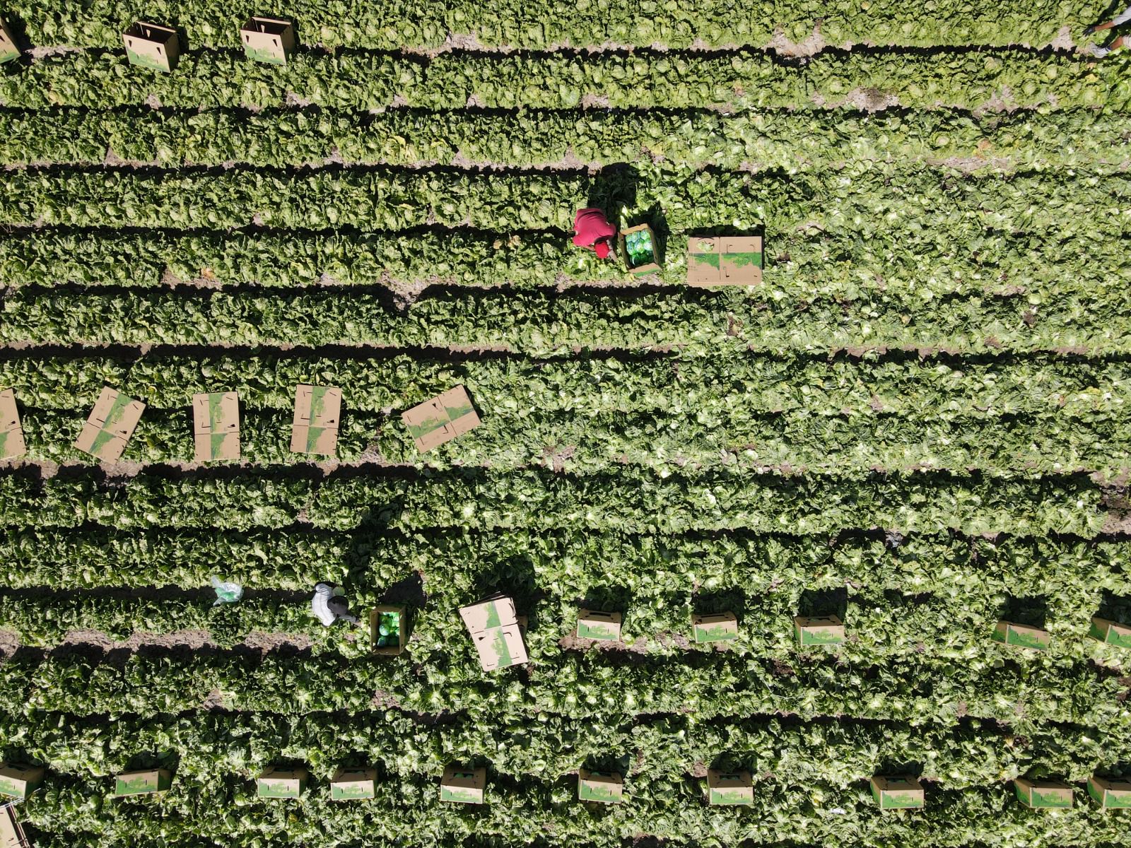 Aguascalientes es líder nacional en producción de lechuga
