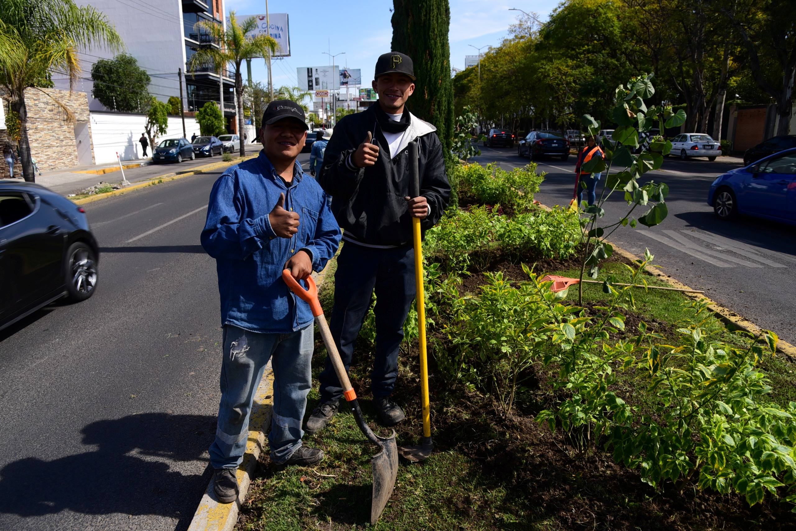 Fortalece Municipio de Aguascalientes la imagen urbana con trabajos de plantación y rehabilitación de áreas verdes