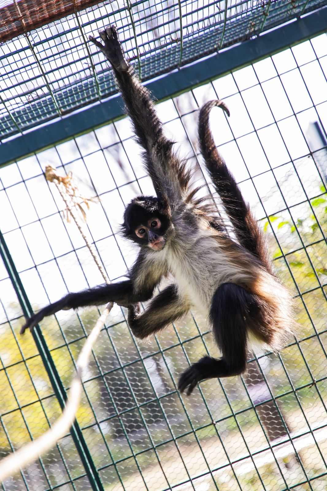 Hay un nuevo inquilino en el Refugio de Fauna Silvestre del Parque Rodolfo Landeros; conócleo