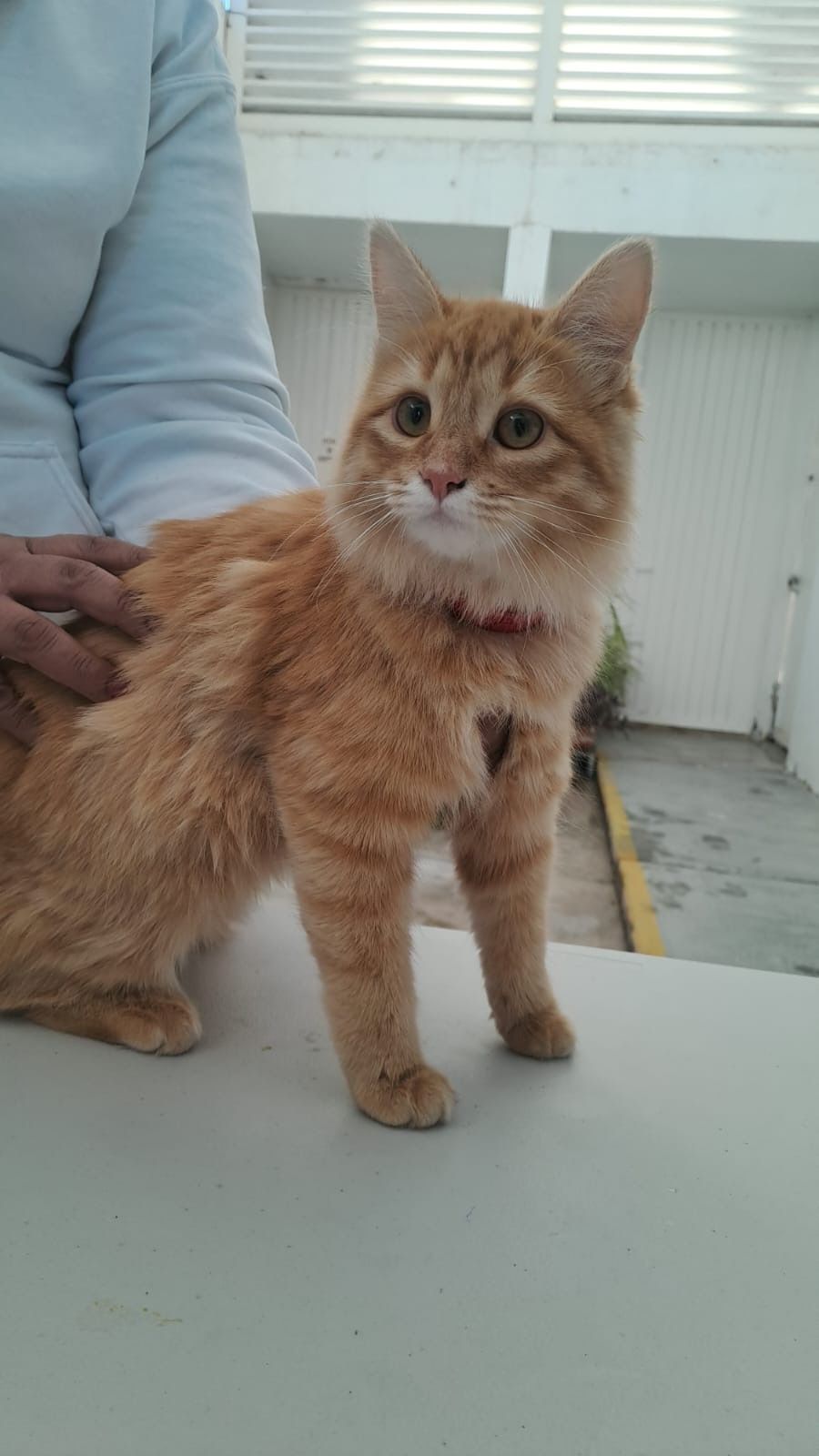 Realizarán Municipio de Aguascalientes e ISSEA nueva campala de esterilización canina y felina