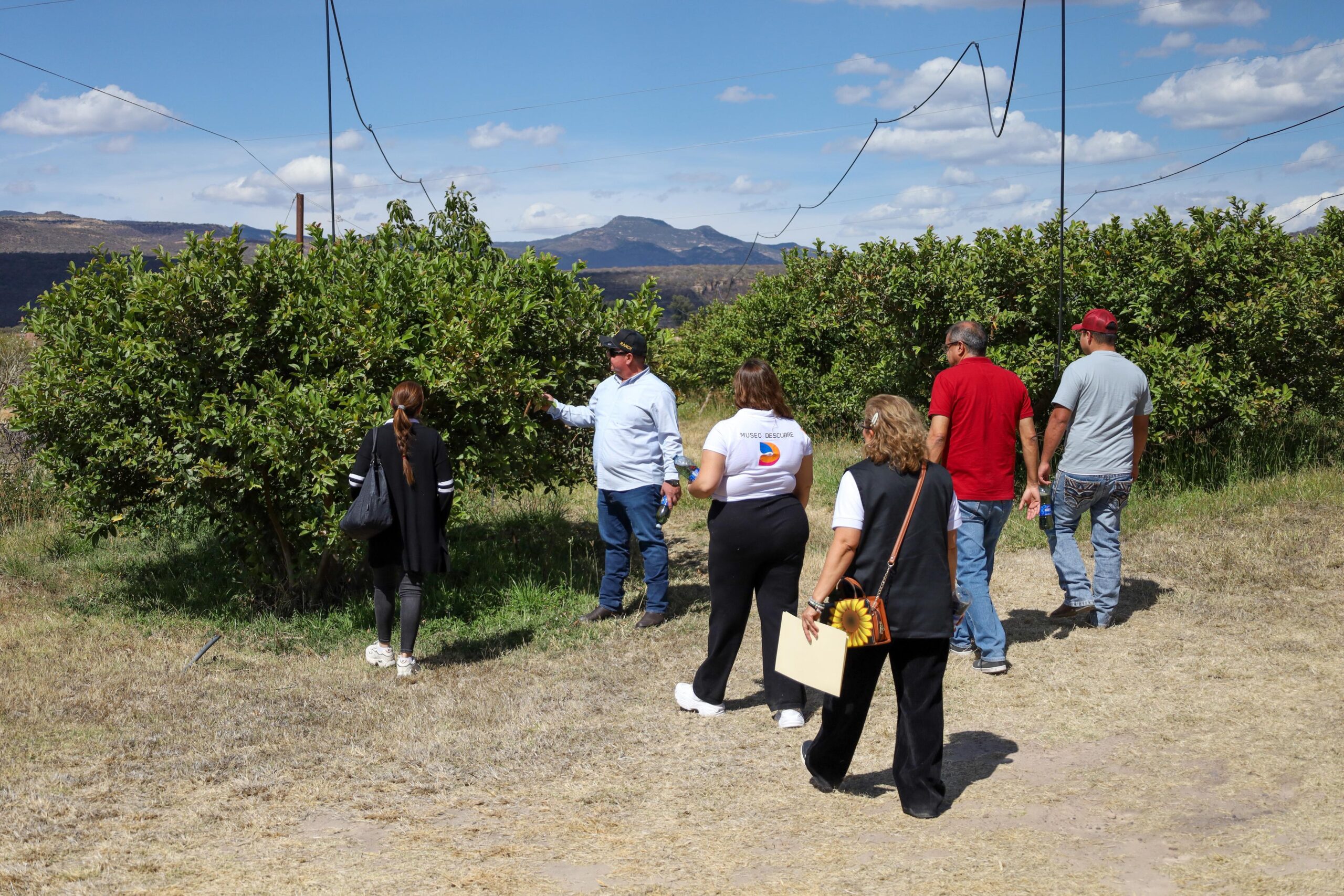 Avanza el proceso para la Indicación Geográfica de la Guayaba de Calvillo