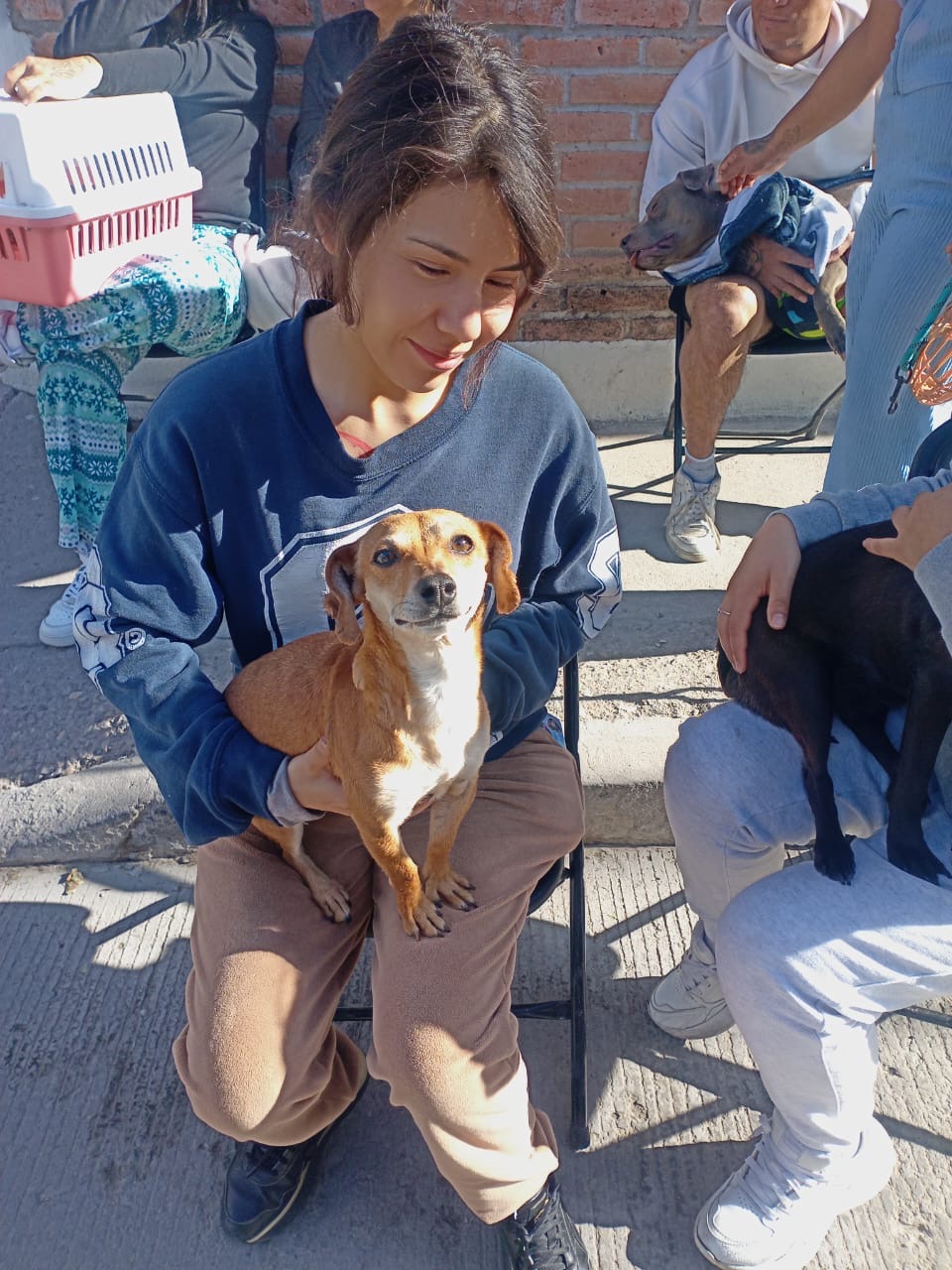 Municipio de Aguascalientes e ISSEA invitan a jornada de esterilización para perros y gatos en la colonia Insurgentes