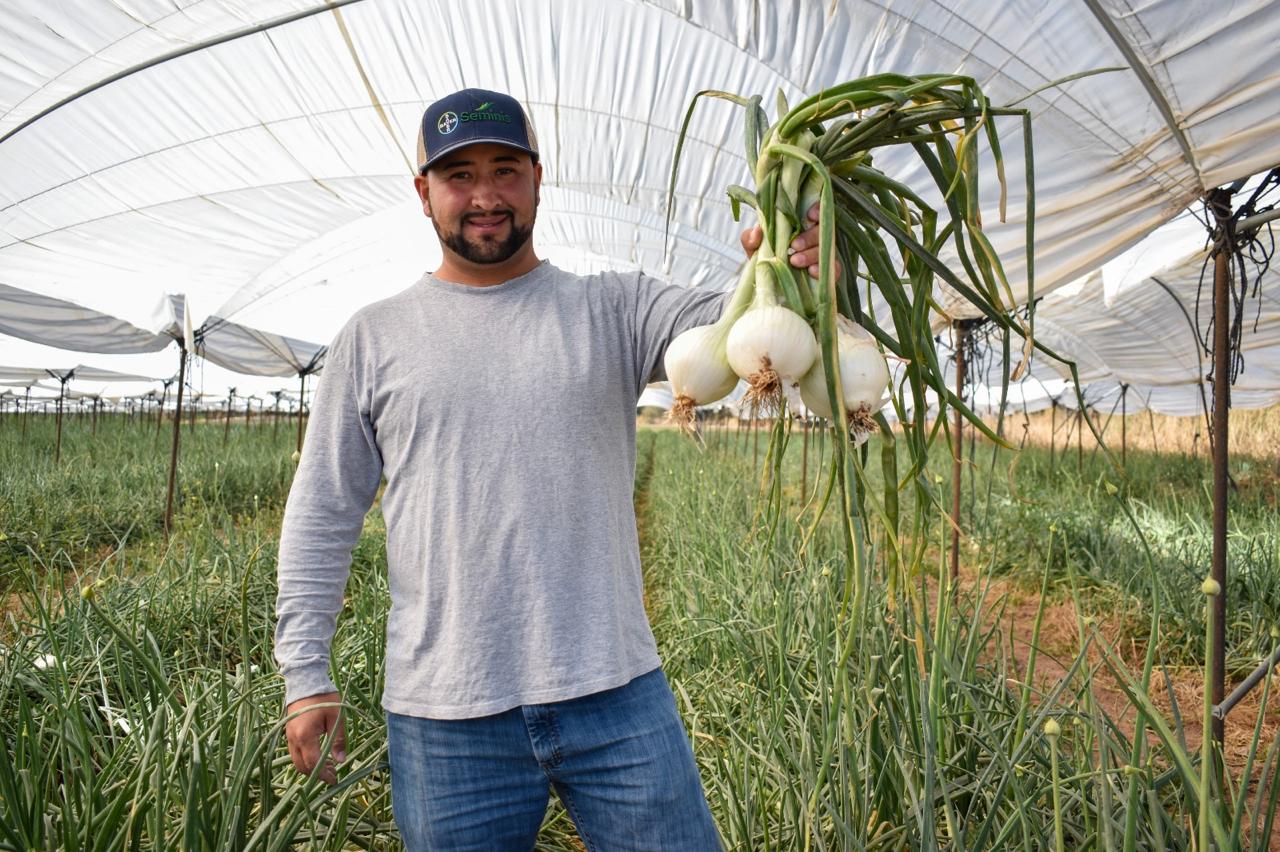 13 mil toneladas de cebolla produce al año el campo de Aguascalientes
