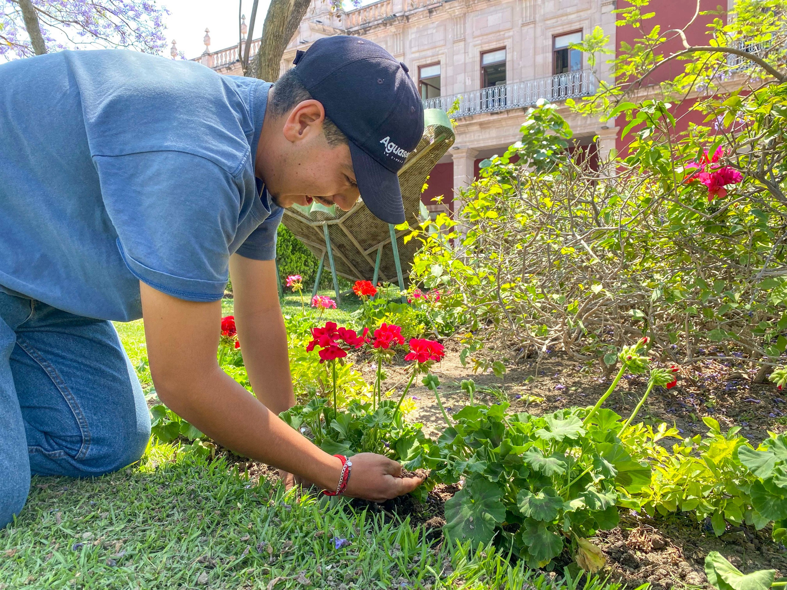 Municipio de Aguascalientes impulsa el embellecimiento urbano con la plantación de 300 malvas