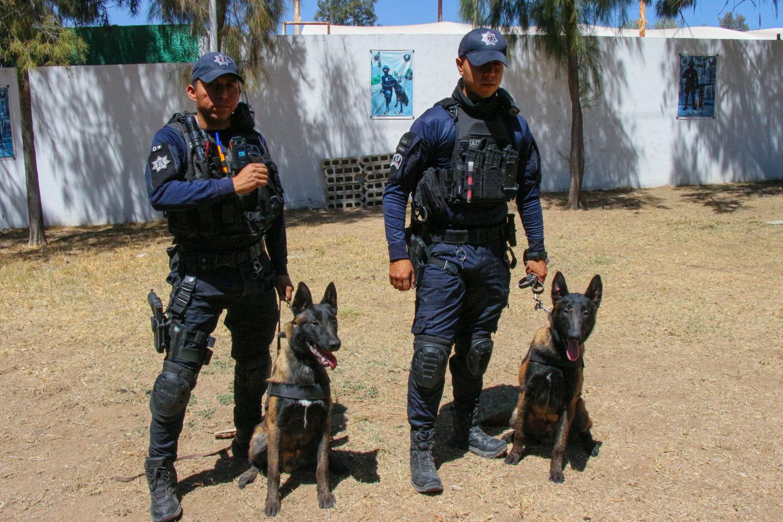 Fortalece la unidad K9 de la Policía Municipal labores de seguridad en Aguascalientes
