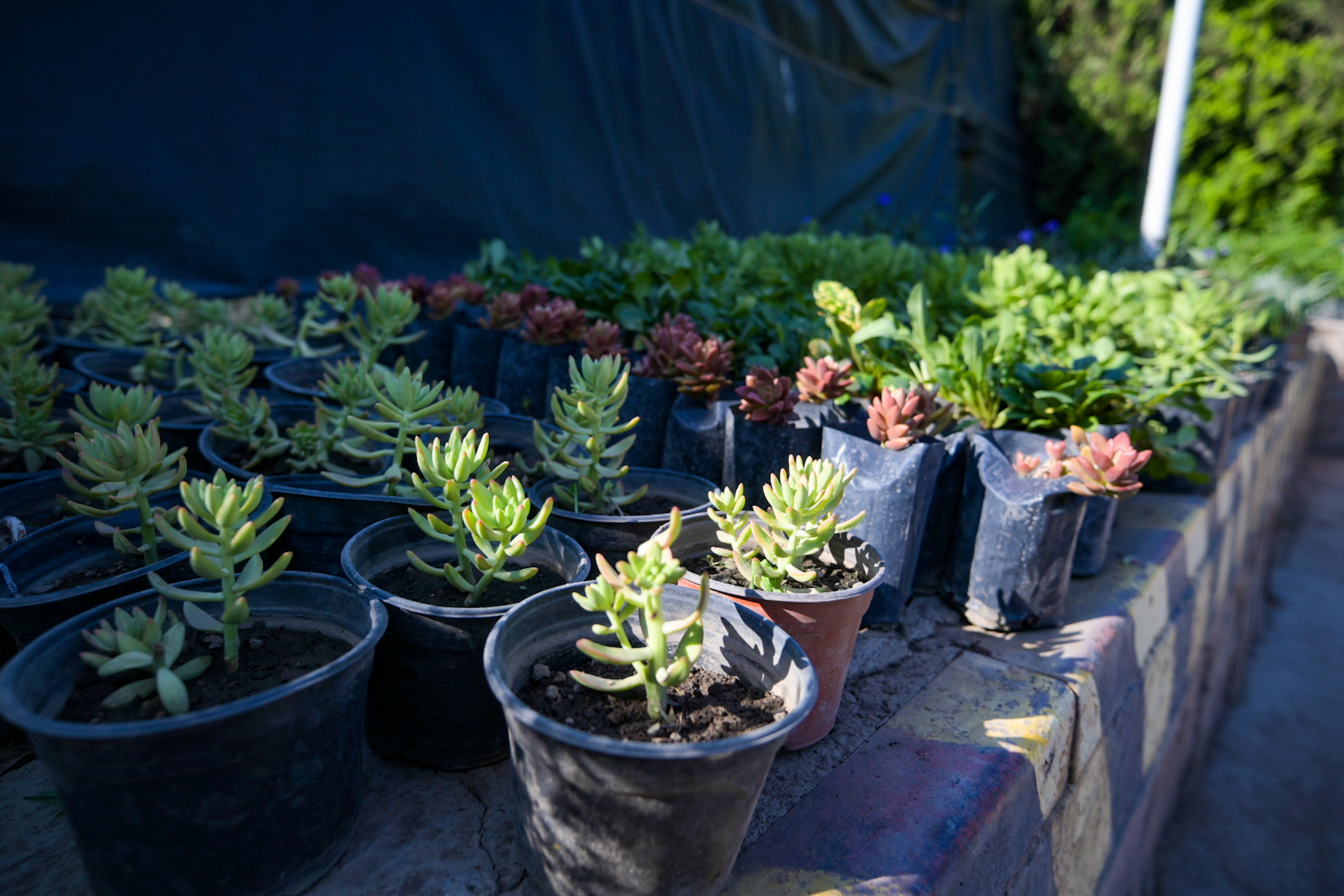 Continúan los jueves de donación de plantas y árboles en el Vivero Municipal