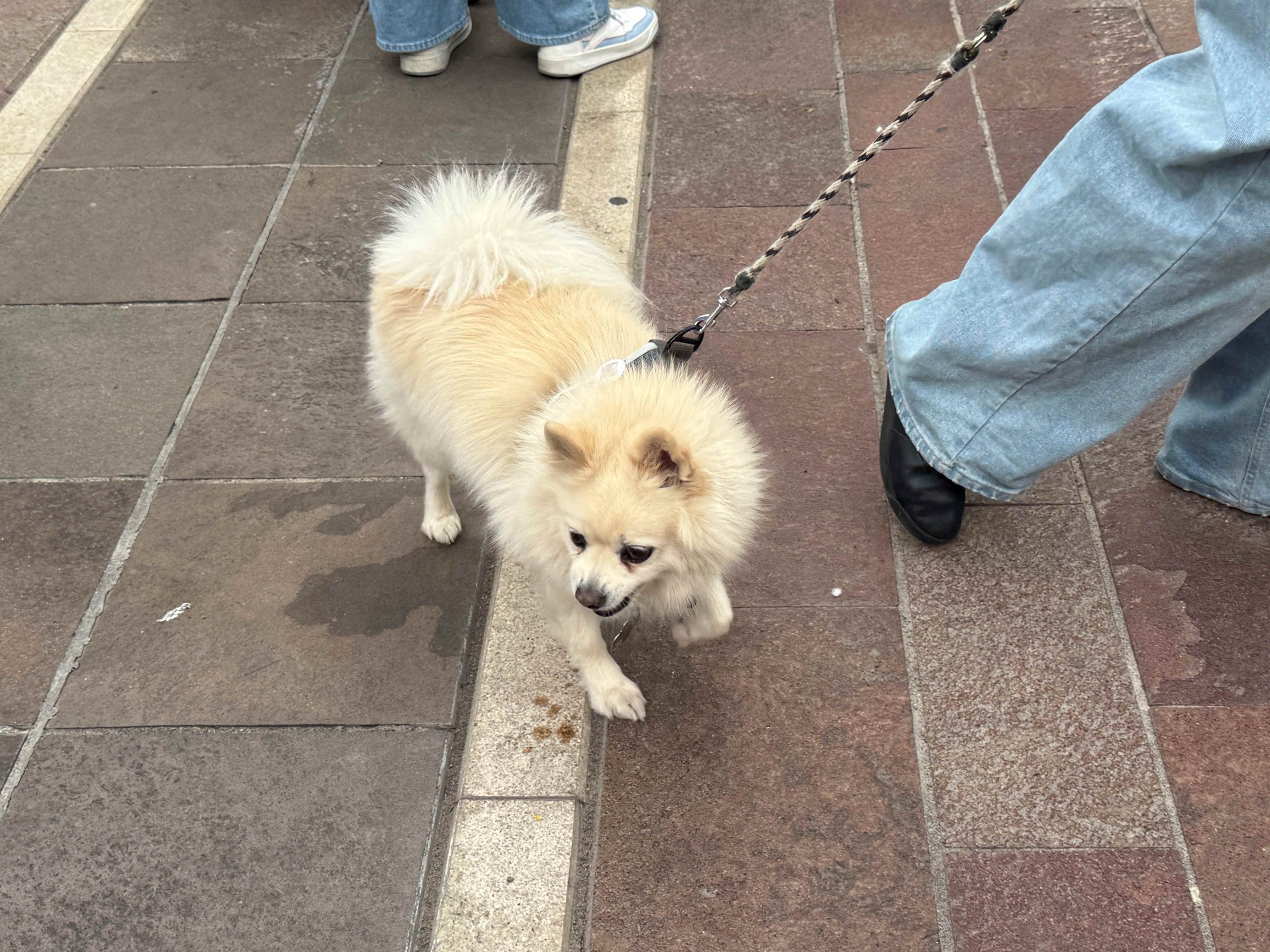 Invita Municipio de Aguascalientes a participar en el Festival por el Día del Perro
