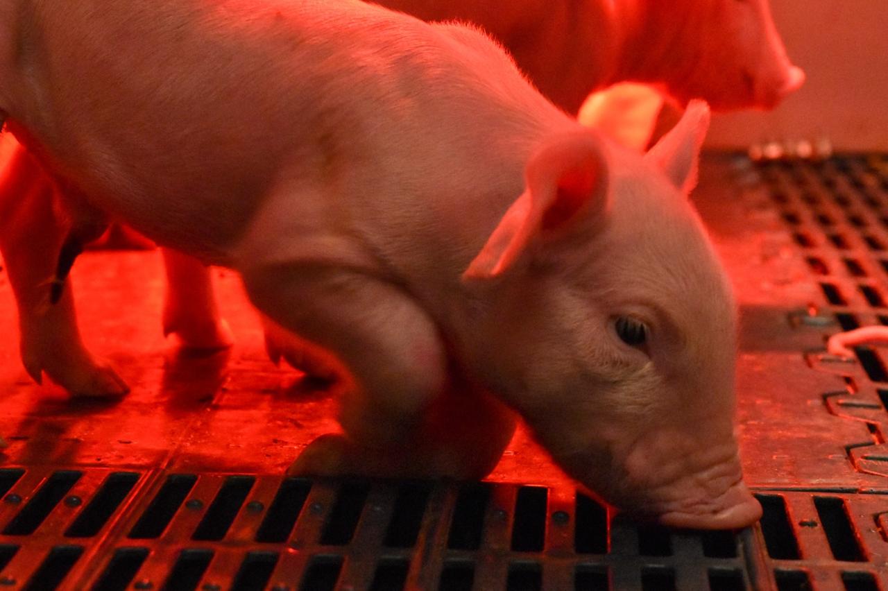 Aguascalientes es líder en producción de carne de cerdo