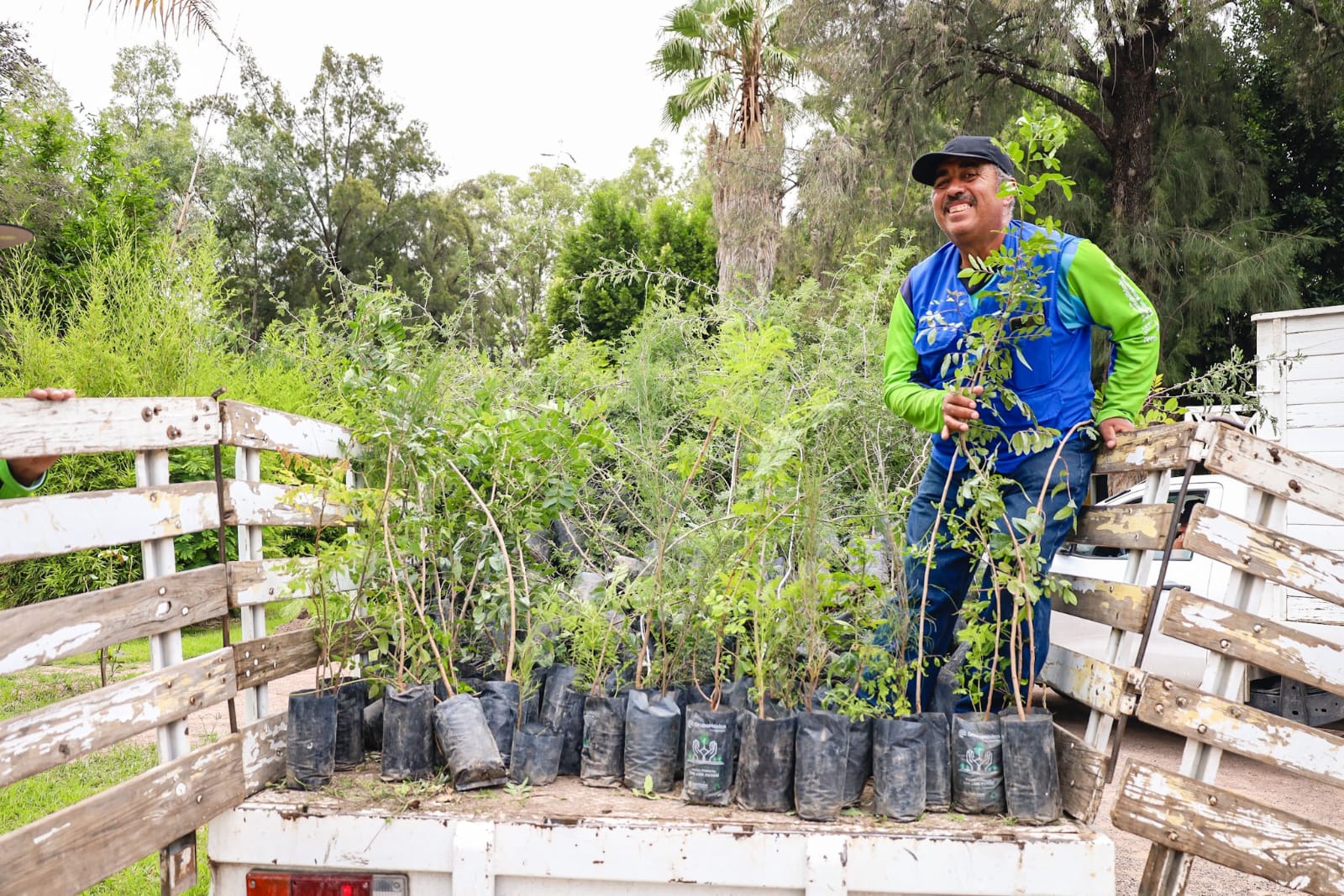 Reforestan Calvillo con especies nativas