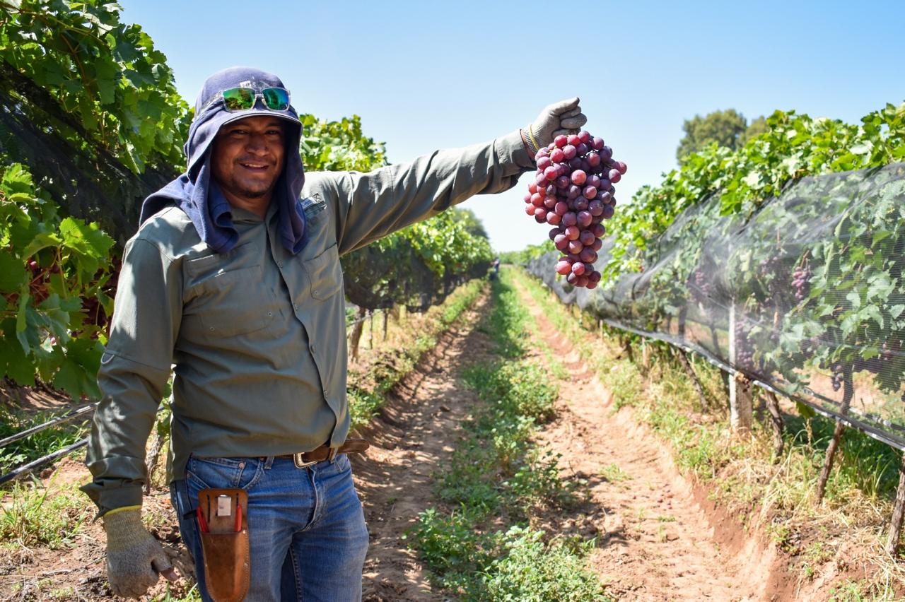 Productores de uva de Cosío podrán vender mejor sus cosechas con el apoyo de Tere Jiménez