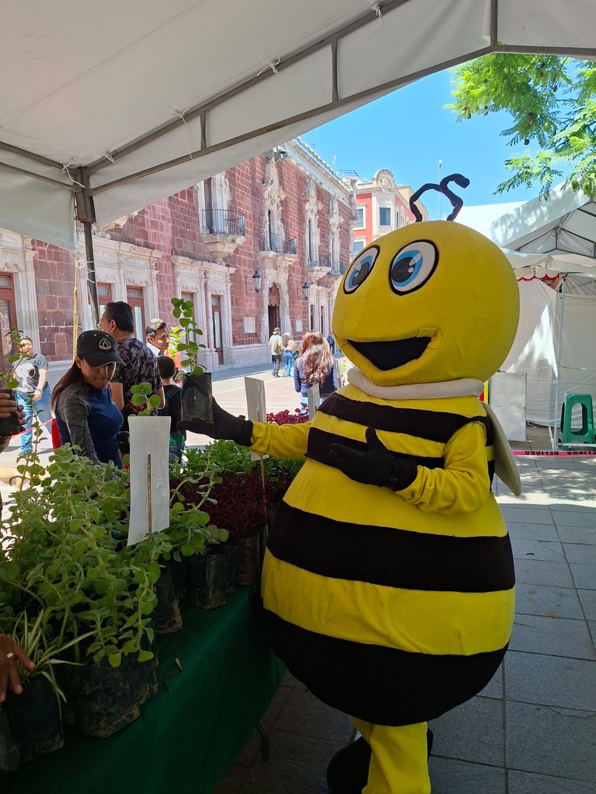 Invita municipio a participar en la donación de plantas durante el Quincenario de la Virgen de la Asunción 2026
