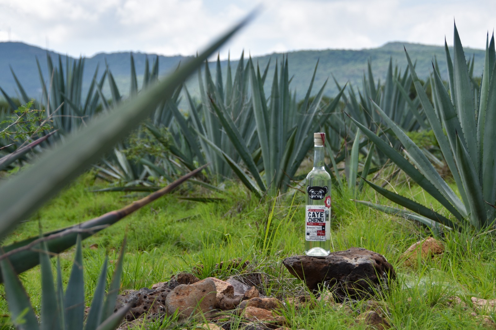 Calvillo le pone su propio sabor al mezcal de Aguascalientes