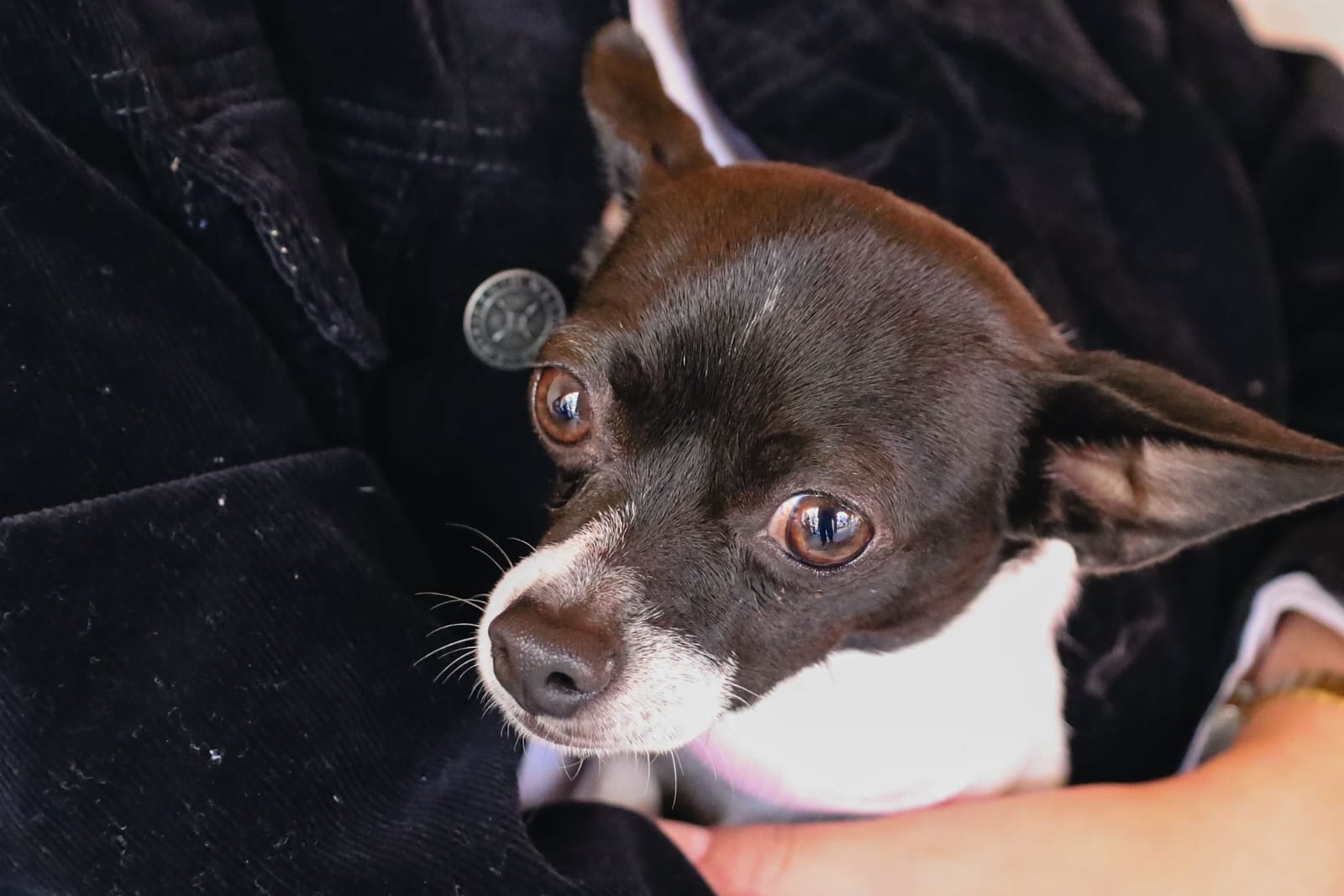 Realizan jornada de esterilización en Calvillo