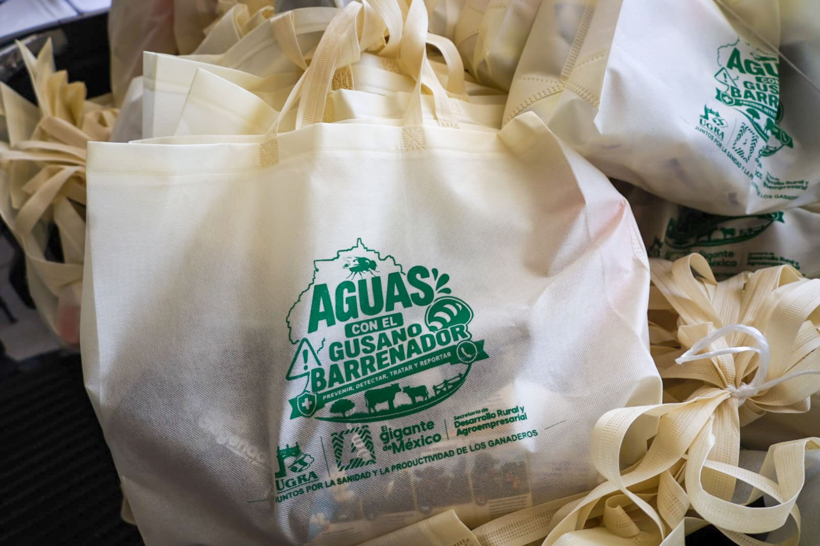 Fortalecen acciones para prevenir el gusano barrenador en Calvillo