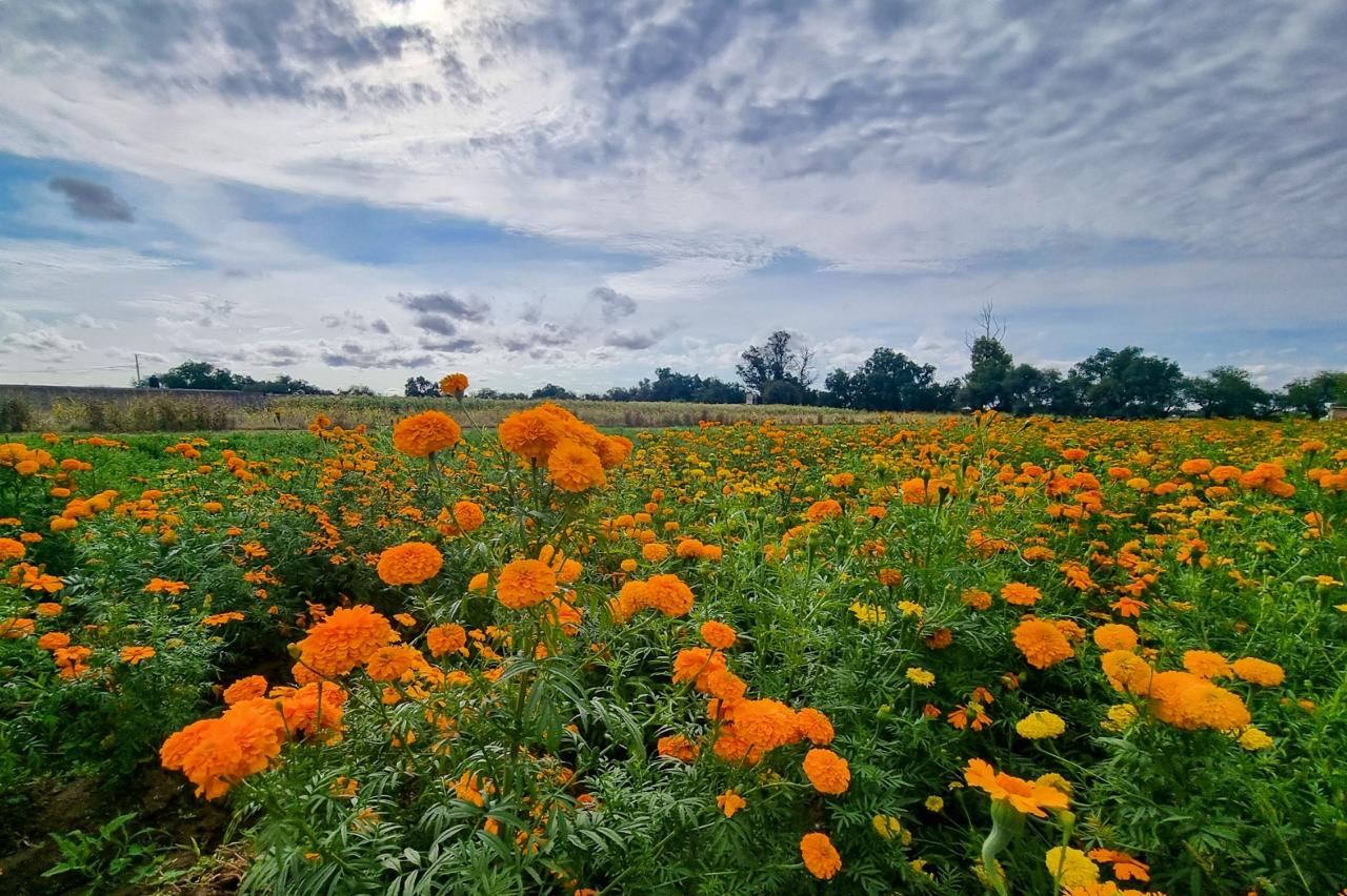 Las flores de cempasúchil llenan de vida el campo de Aguascalientes